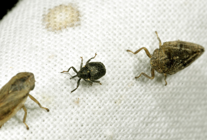 Minusculo curculionidae da id